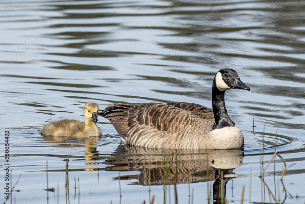 Goose and its gosling swimming. Goose and its gosling swimming.