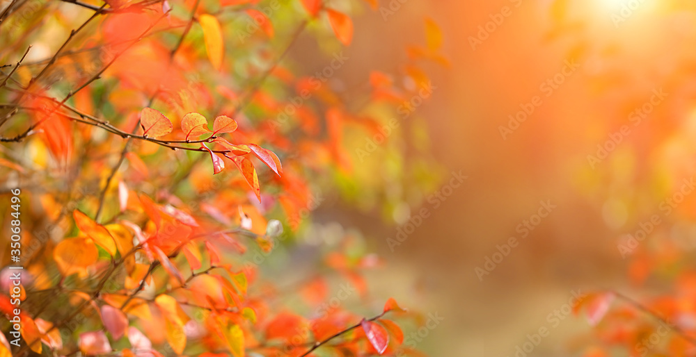 bright autumn nature background. red-orange fall leaves. autumn season concept. copy space bright autumn nature background. red-orange fall leaves. autumn season concept. copy space