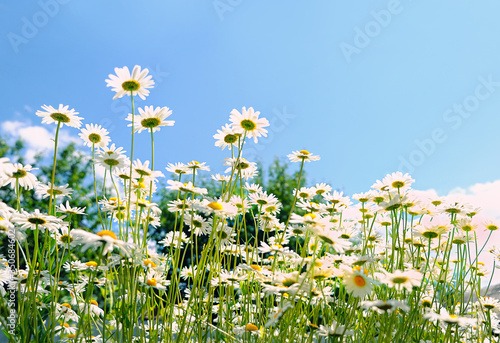 nature background with chamomile flowers and blue sky. summer season, blossom daisy field. 