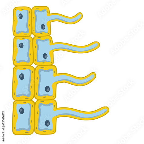 Cells of living things. Biology and root of the plant under a microscope. scientific model for education. Cartoon illustration