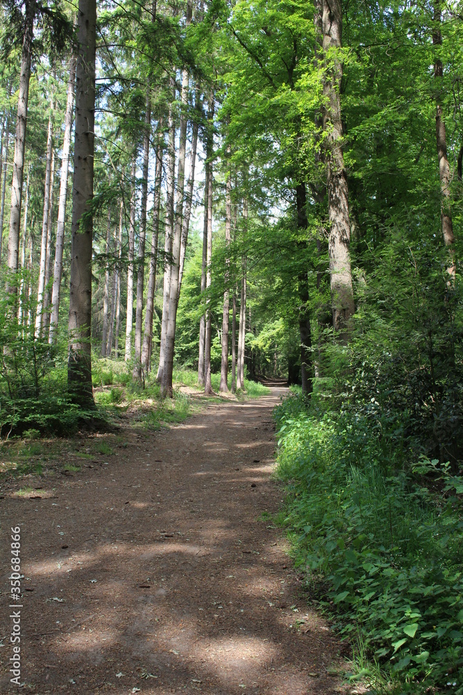 Waldweg Waldweg