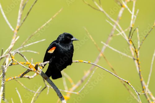 Red winged black bird on twig.