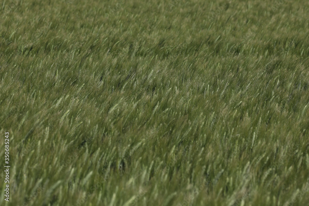 Fototapeta premium Green wheat in the field. french landscape