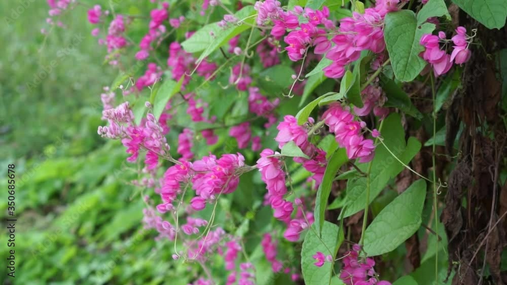 coral vine blossoms in spring coral vine blossoms in spring