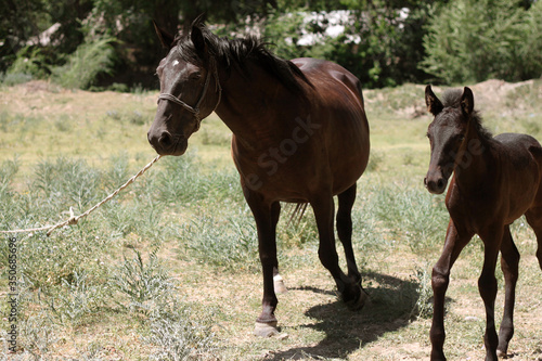 A dark brown horse and foal graze in the pasture and eat grass. A horse and a foal are running.