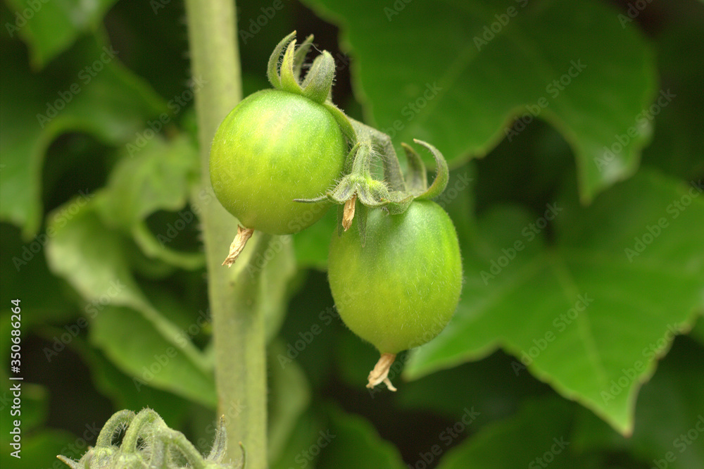 Two green tomatoes on the branches of a plant. The future crop in the garden