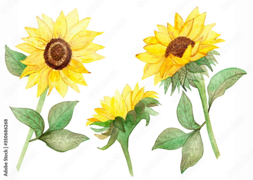 Obraz premium Watercolor hand painted nature floral garden plants set with three yellow blossom sunflowers and green leaves on branches with black seeds center collection isolated on the white background