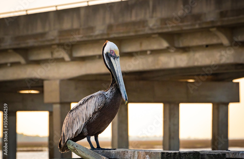 Brown Pelicans sitting on bridge pilings at Jeckle Island waterway in coastal Georgia. © Wildspaces