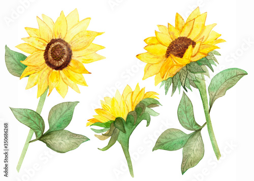 Watercolor hand painted nature floral garden plants set with three yellow blossom sunflowers and green leaves on branches with black seeds center collection isolated on the white background