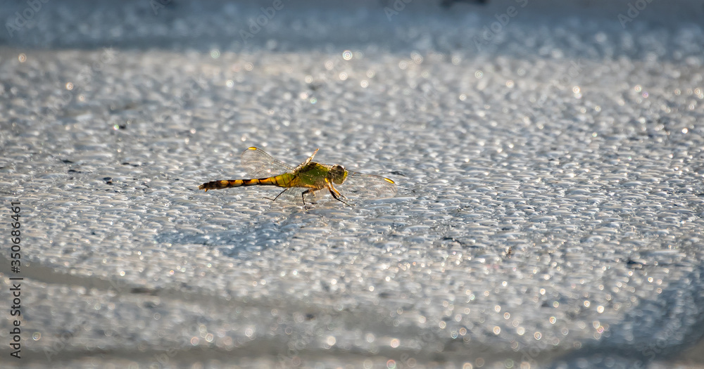 Fototapeta premium Dragonfly landing on pond at wildlife refuge in Roswell Georgia.