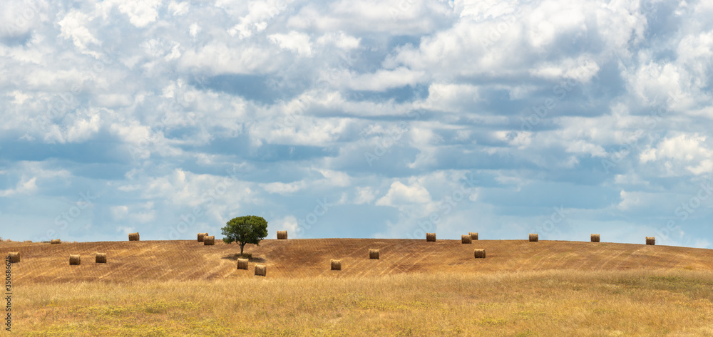 Fototapeta premium Feno de Portugal