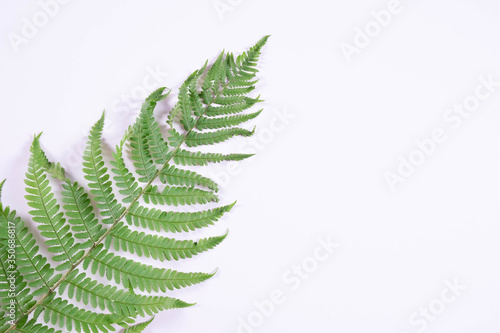 fern branch lay on a gray wall