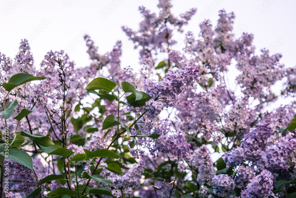 Lilac flowers in blooming spring. Spring lilac blossoms. Lilac flowers in blooming spring. Spring lilac blossoms.