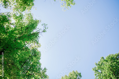 Fototapeta Treetops framing the sunny blue sky Looking up through the treetops