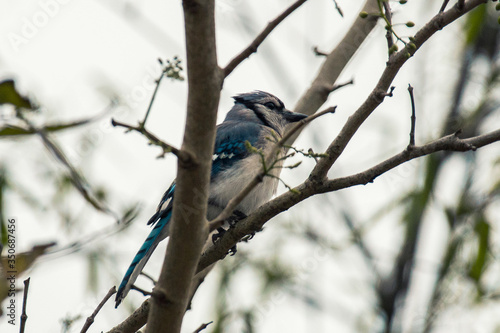 Female blue Jay on branch