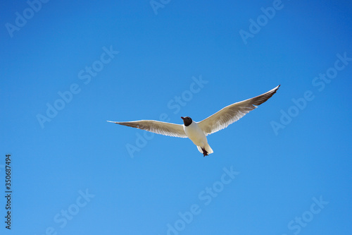 Flying seagulls on a background of blue sky. Wingspan. Freedom.