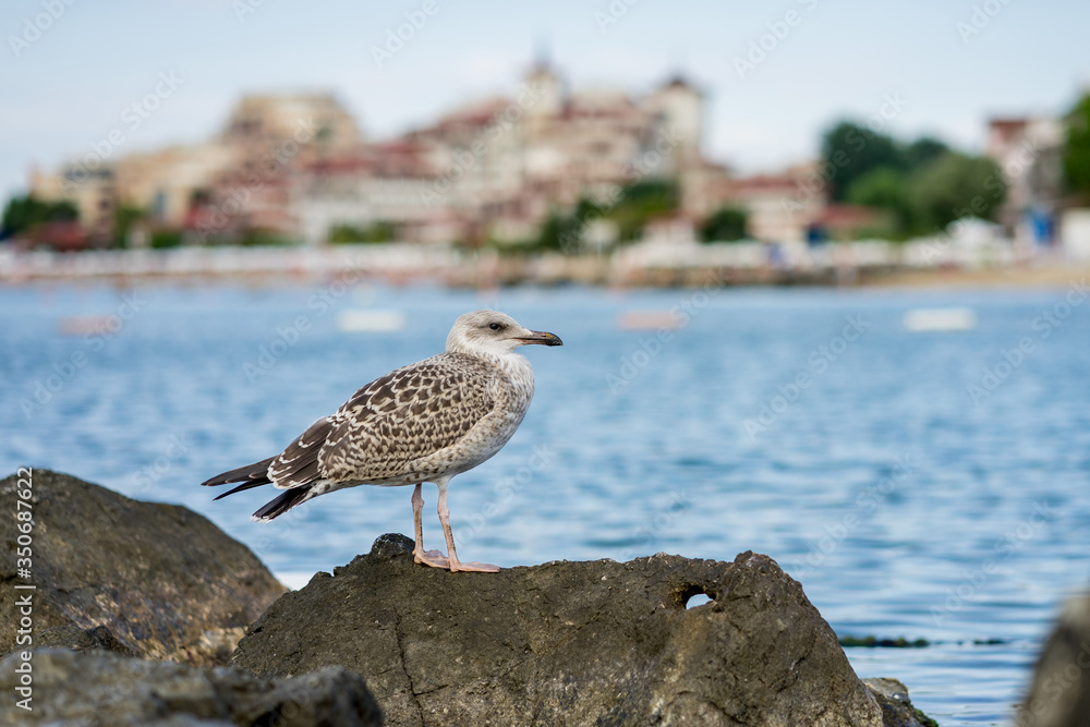 One seagull on the stones against the backdrop of the spa town. The Black Sea coast in Bulgaria. One seagull on the stones against the backdrop of the spa town. The Black Sea coast in Bulgaria.
