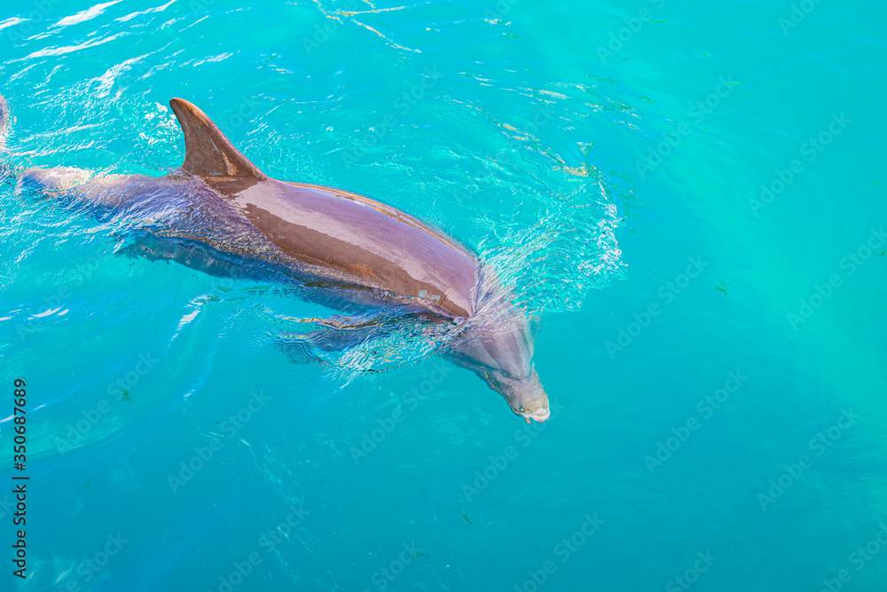Dolphin in the water. Dolphin