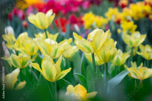 Fototapeta Naklejka Na Ścianę i Meble -  Spring Flowers bunch. Beautiful yellow Tulips with selective focus.
