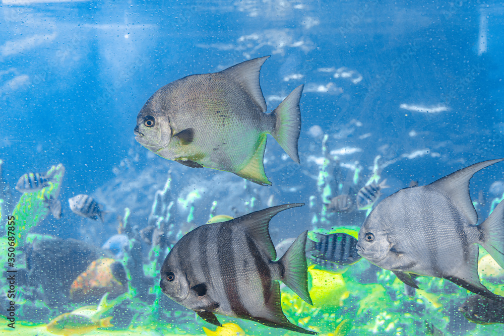 Beautiful fish in a large aquarium. Oceanarium on Dominican Republic