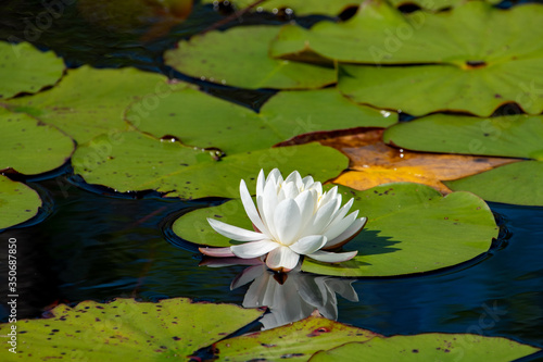 White water lilies floating on pong at Okefenokee wildlife refuge.