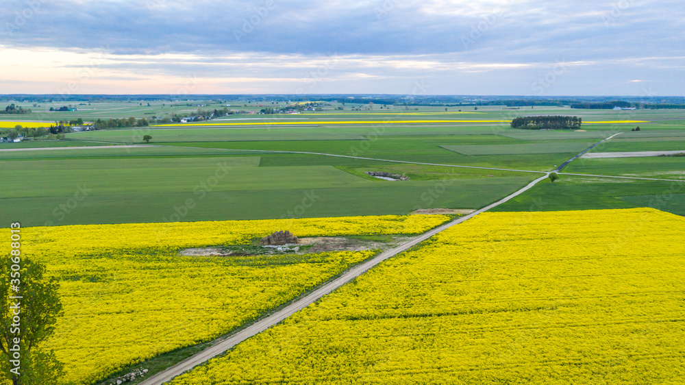 Fototapeta premium vast rapeseed fields seen from a bird's eye view
