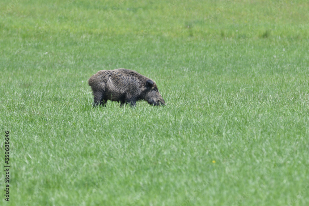 Fototapeta premium Wild boar near the forest grazing grass wildlife