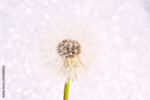 Close up image of dandelion flower on white blurred background