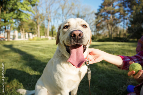 portrait of a smiling happy labrador dog on a green lawn, man's hand stroking a puppy, leash, ball, dog friend of man