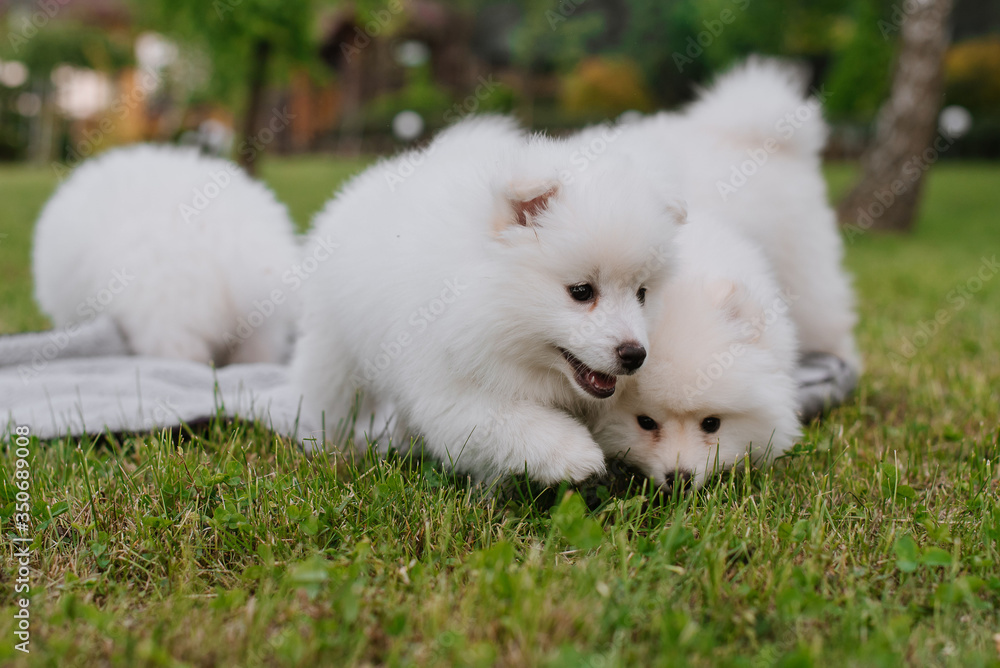 White little puppies playing on green grass during walking in the park. Adorable cute Pomsky Puppy dog , a husky mixed with a pomeranian spitz