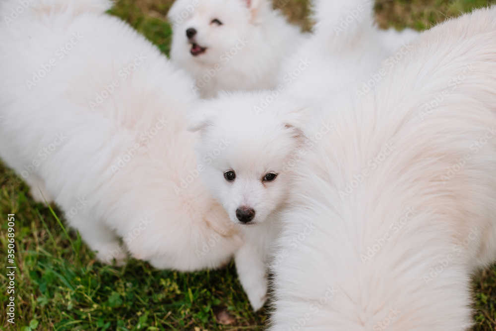 White little puppies playing on green grass during walking in the park. Adorable cute Pomsky Puppy dog , a husky mixed with a pomeranian spitz White little puppies playing on green grass during walking in the park. Adorable cute Pomsky Puppy dog , a husky mixed with a pomeranian spitz