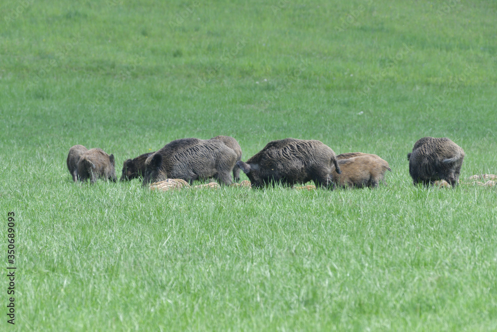 A flock of wild boars graze grass in a spring meadow A flock of wild boars graze grass in a spring meadow