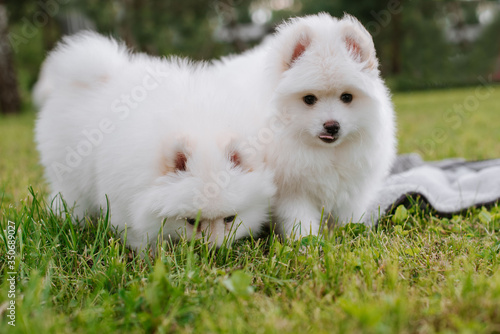 White little puppies playing on green grass during walking in the park. Adorable cute Pomsky Puppy dog , a husky mixed with a pomeranian spitz © rostyslav84