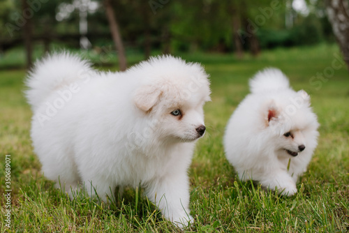 White little puppies playing on green grass during walking in the park. Adorable cute Pomsky Puppy dog , a husky mixed with a pomeranian spitz