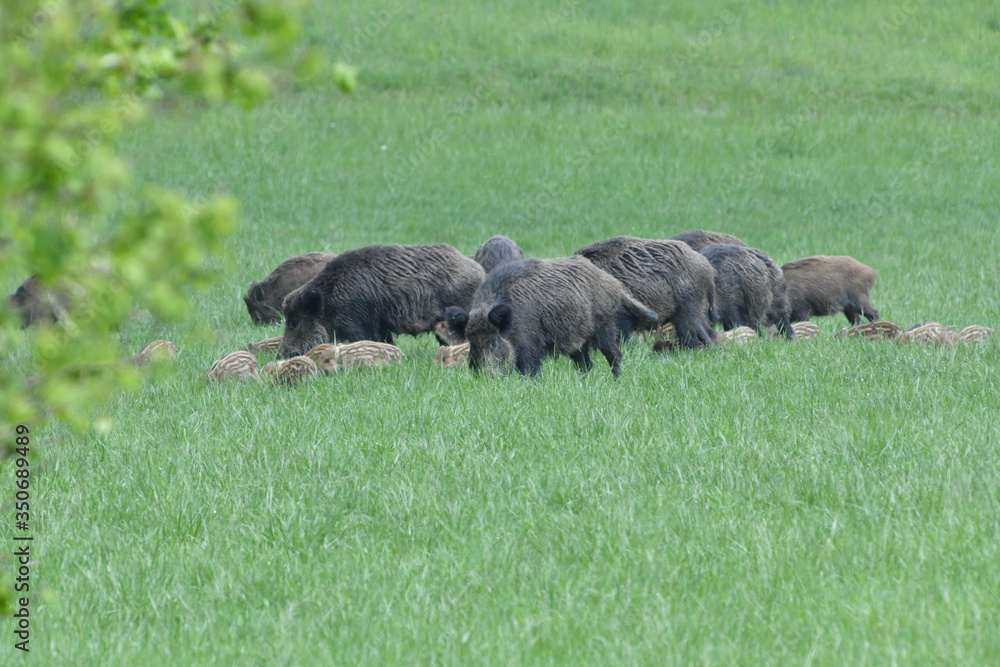 Wild boar mother with small boar piglet eating together on the meadow Wild boar mother with small boar piglet eating together on the meadow
