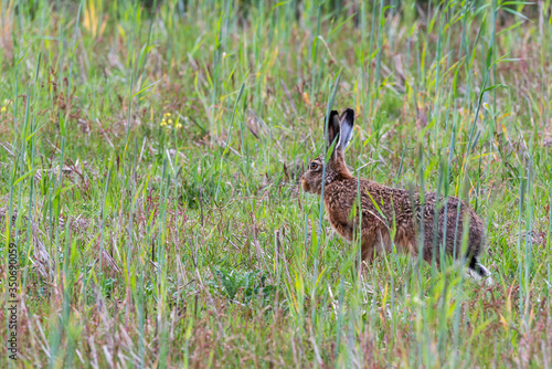 Fototapeta Naklejka Na Ścianę i Meble -  hare on a meadow in tall grass