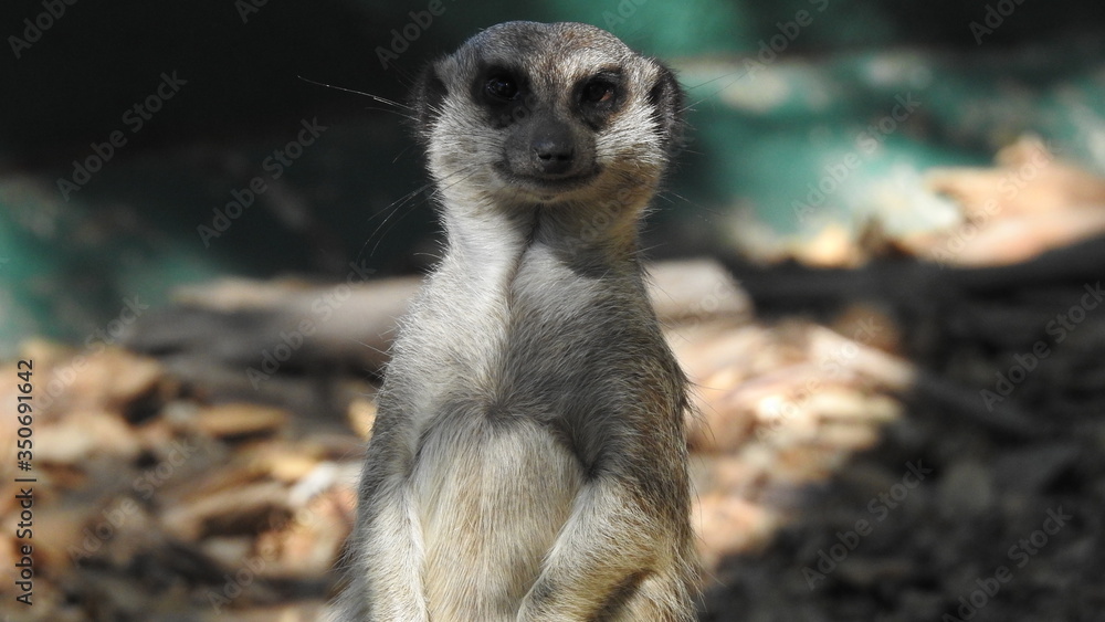 Fototapeta premium Simpático animal