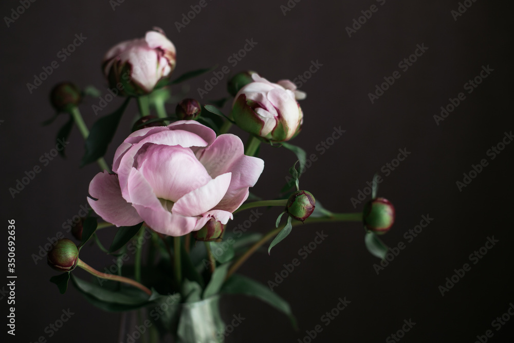 Romantic bouquet of a light pink peonies in a vase on a dark background. Romantic bouquet of a light pink peonies in a vase on a dark background.