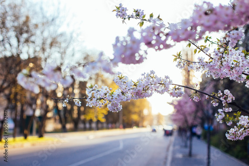 Beautiful branches of the Sakura tree on a blurred street background.