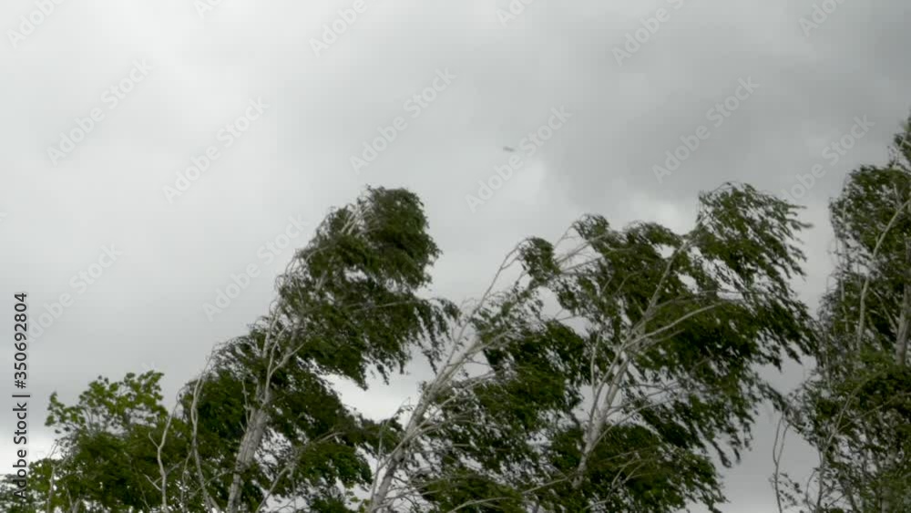 Strong Gale force winds are driving large birch trees to the ground ...
