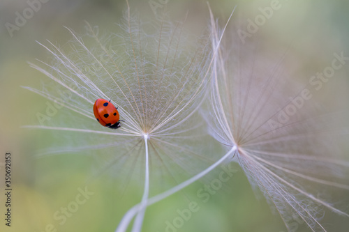 Tiny red ladybug on dandelion flower © mehmetkrc