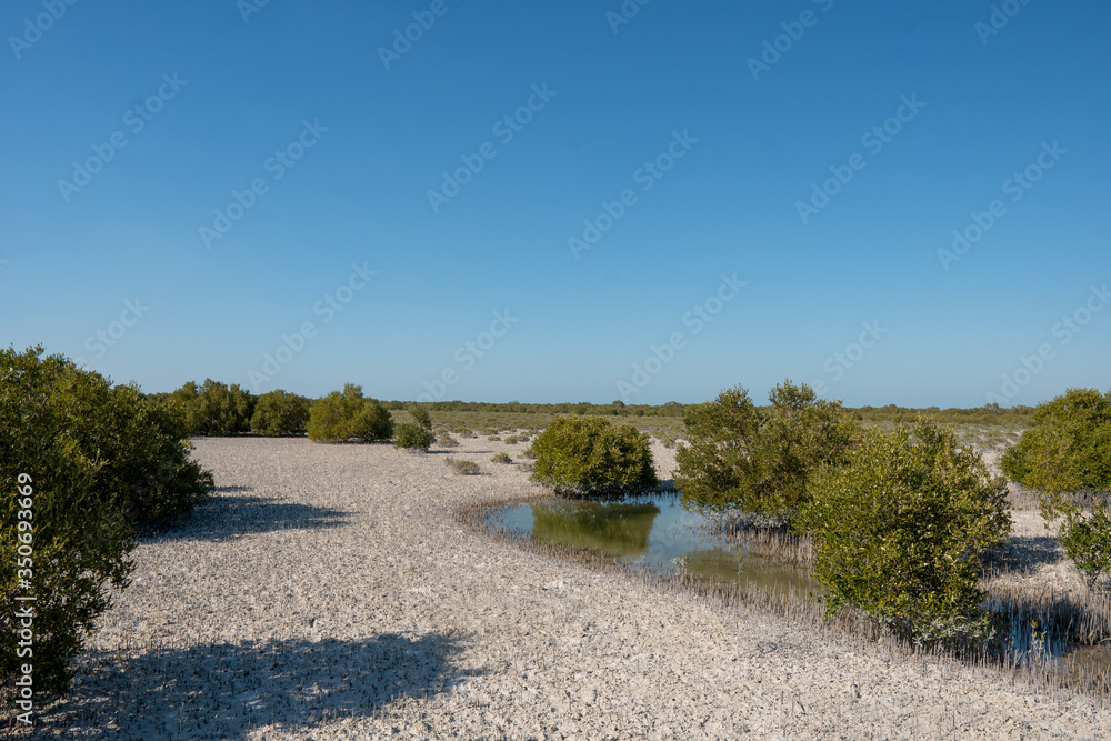 mangroves