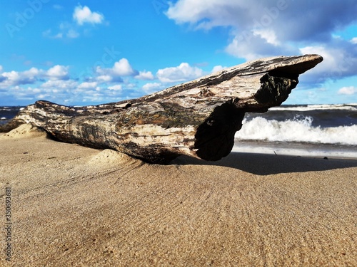 driftwood on the beach