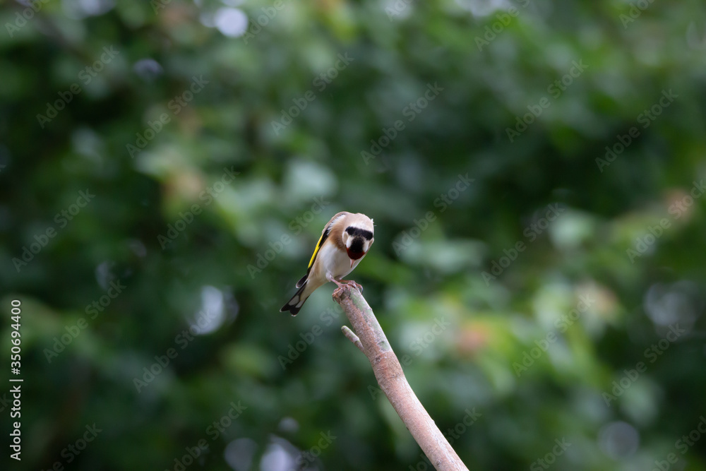 Wild life photography in our back garden Wild life photography in our back garden
