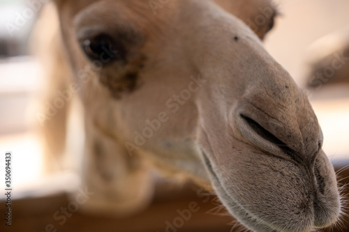 Camel 