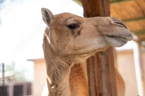 Camel 5