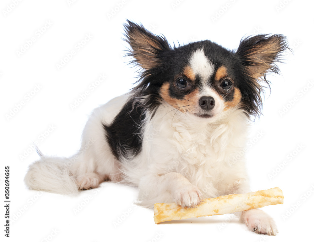 chihuahua with a chewy treat chihuahua with a chewy treat
