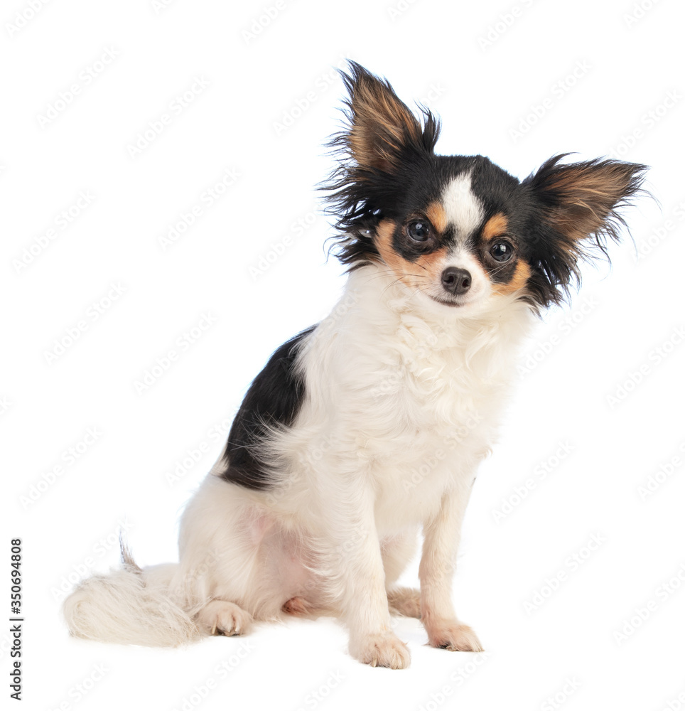 Chihuahua looking straight ahead and sitting on white background Chihuahua looking straight ahead and sitting on white background