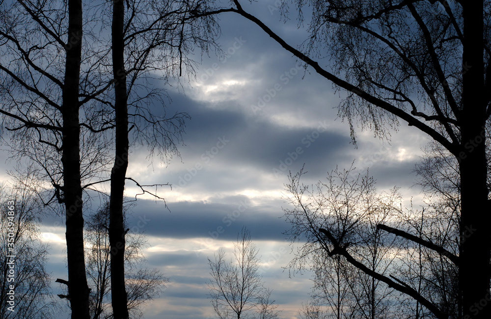 Dark trees on the cloudy blue sky background during sunset time Dark trees on the cloudy blue sky background during sunset time