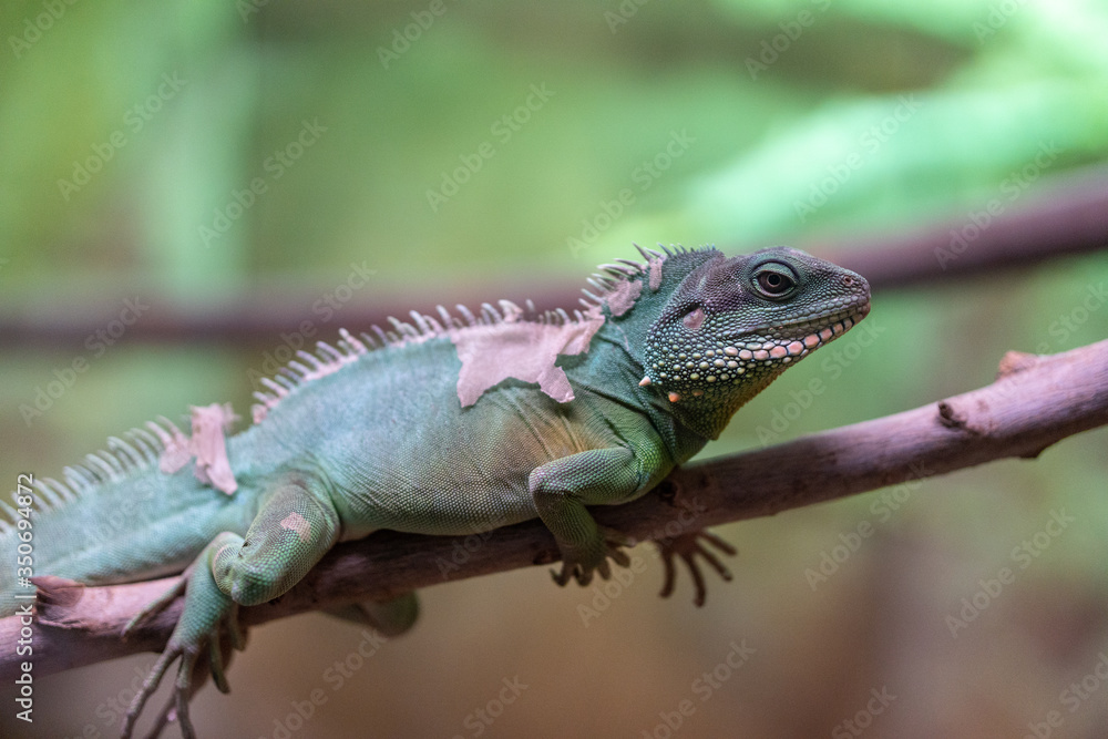 Naklejka premium Lizard